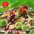 Top Quality Raw Sweet Chestnuts